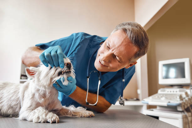 Best Emergency Dentist for Knocked-Out Tooth in Britton, SD